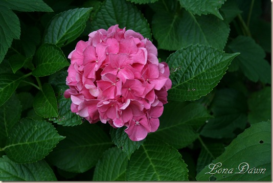 Hydrangea_AlpenGlow_July23