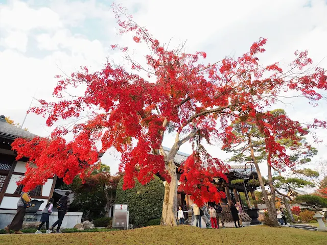 飯能　能仁寺　紅葉