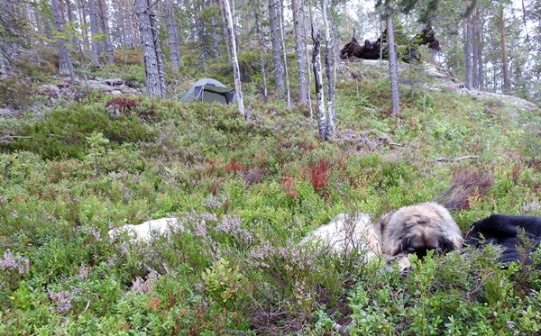 hengekøyetur Hølkollen