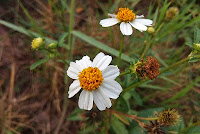 Bidens pilosa