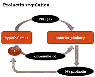 prolactin