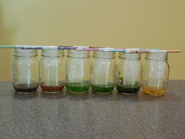 Hidden Colors in a Leaf Pigment Science Experiment