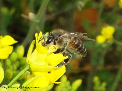 Apis cerana on canola