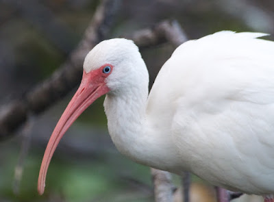 White Ibis (Guara alba)