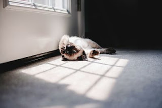 gato tomando el sol