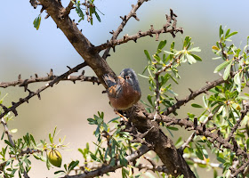 Tristram's Warbler - Paradise Valley, Morocco