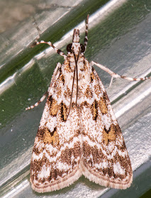 Scoparia pyralella.  Queendown Warren with the Orpington Field Club, 24 May 2014.