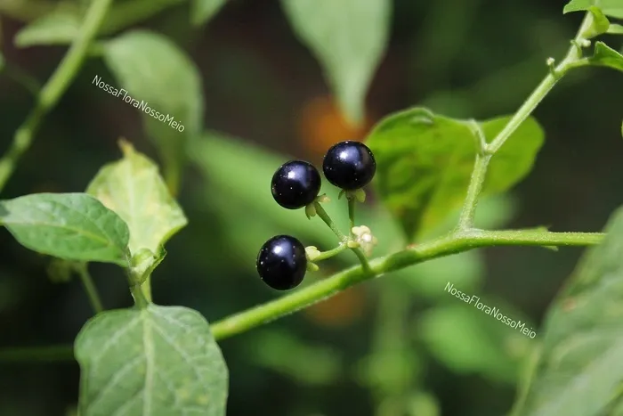 Maria-pretinha com frutos maduros