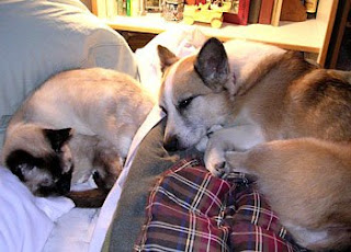 Me, Tilin Corgi, and my Ani Siamese sleeping together