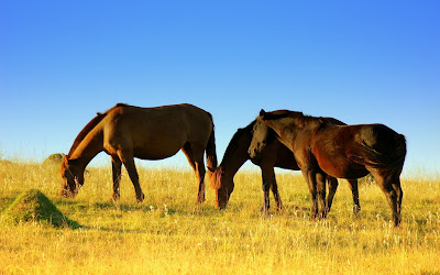 Horse, Field, Sunset, Ranch, Summer, Sunrise, Meadow, Nature, Pasture, Landscape, Grass, Orange, Grazing, Mountain