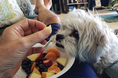 Fruits for Dogs: What to Serve & Avoid