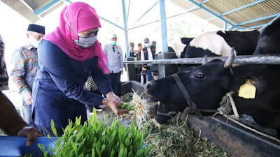 Gubernur Khofifah Dorong Industri Susu Penuhi Kebutuhan Dalam Negeri