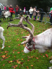 reindeer