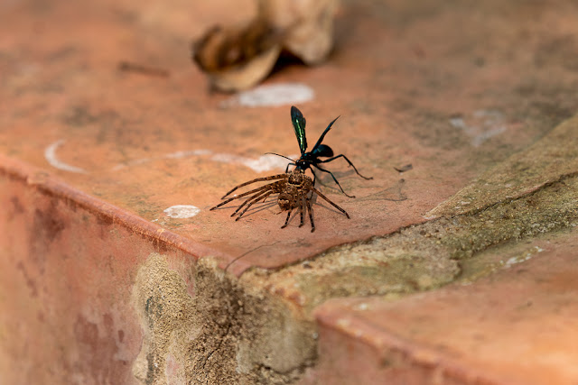 birds birding nature wildlife conservation ganeshgudi old magazine house western ghats travel safari bird watching wasp spider