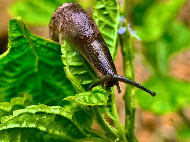 Natural pest control in your garden