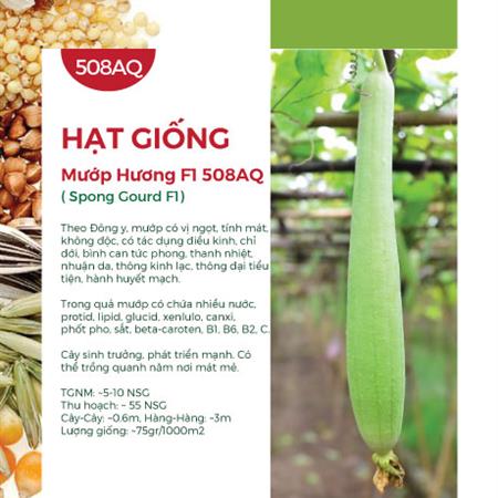 Hạt giống Mướp hương Nhật Bản F1