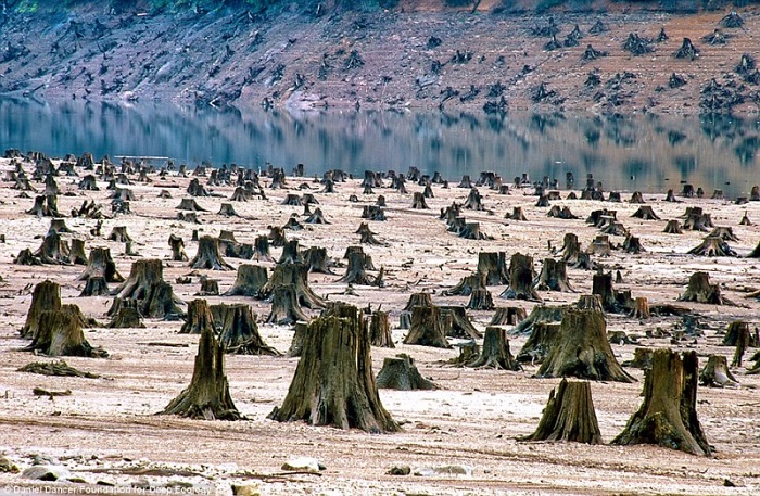 20 Pictures That Prove That Humanity Is In Danger - In Oregon, this thousand year old forest fell victim to the chain saw for a new dam