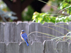 Eastern Bluebird photo by Sylvestermouse