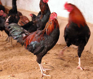  Jenis  Ayam  Buras di Indonesia Ilmu Peternakan