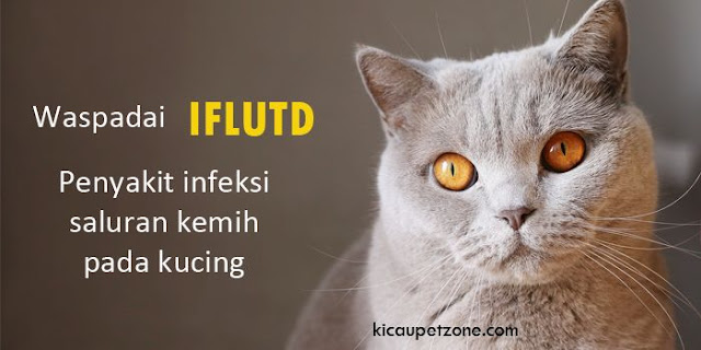 IFLUTD Penyakit Infeksi Saluran Kemih Pada Kucing