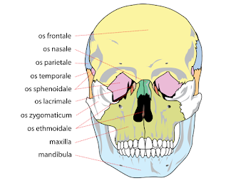 facial bones