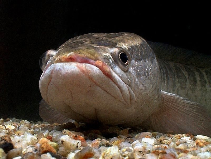  Ikan  Gabus  Channa striata Biota Dunia Perairan