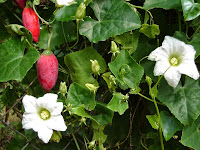 Image result for kovakkai fruit