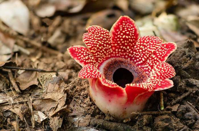 Rafflesia arnoldii, brote de la flor