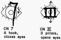 anatomy mnemonic