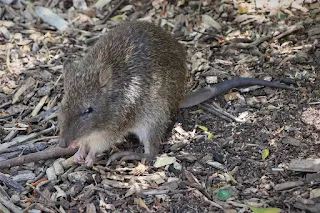 Quenda, o parente do Canguru que você não conhece | Bandicoots