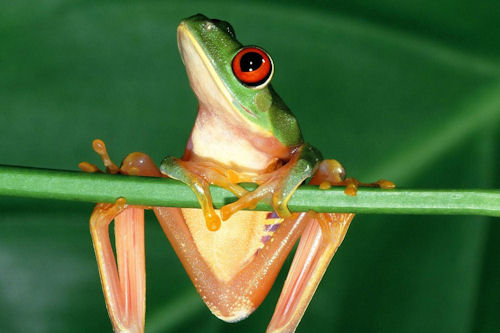 Rana dorada mantella (Golden mantella frog)