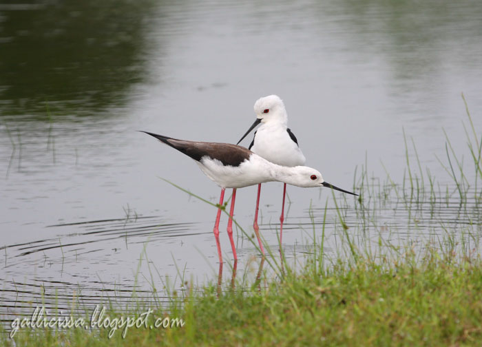 Black-winged Stilt mating sequence-1