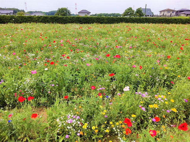 サイクリング　佐倉ラベンダーランド　お花