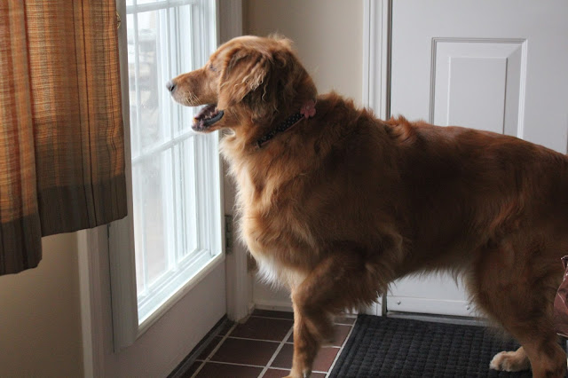 Golden Retriever spots chipmunk 