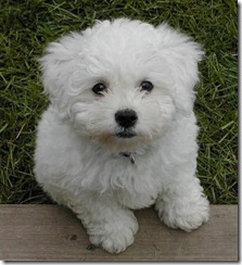 poodle