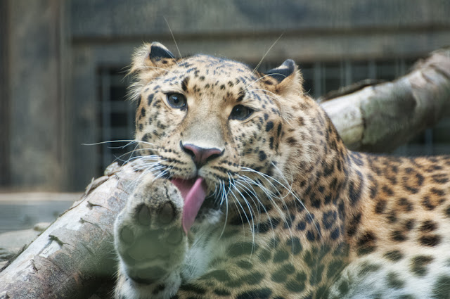 アムールヒョウ　肉球