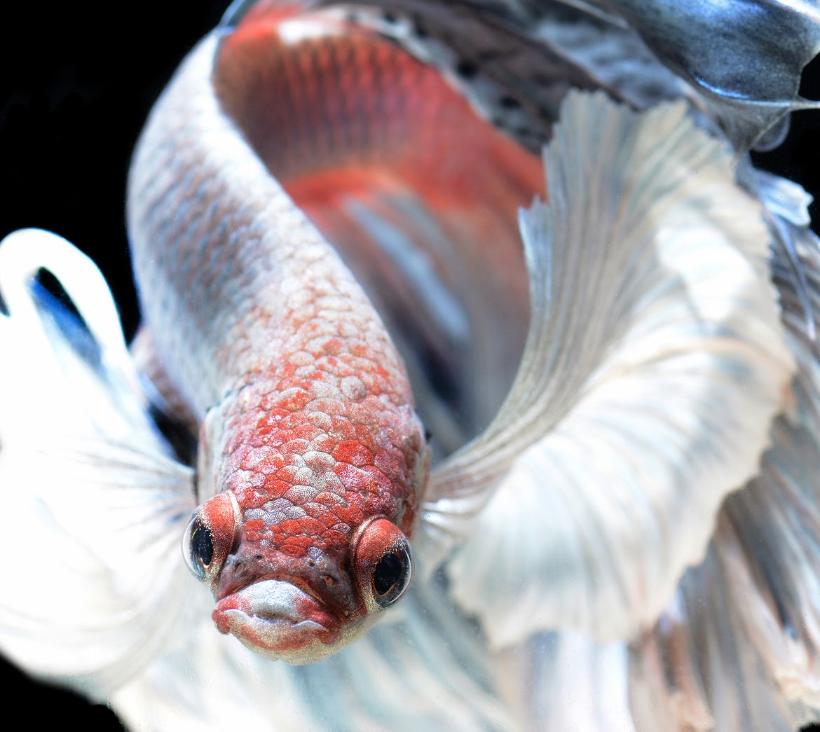 Kumpulan Jenis Ikan  Cupang  yang Menakjubkan Marlique