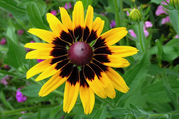 Como-Cultivar-Margarida-Amarela-Rudbeckia-Hirta