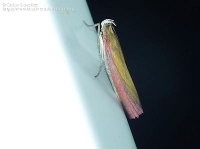 https://www.biodiversidadvirtual.org/insectarium/Oncocera-semirubella-(Scopoli-1763)-img1007299.html