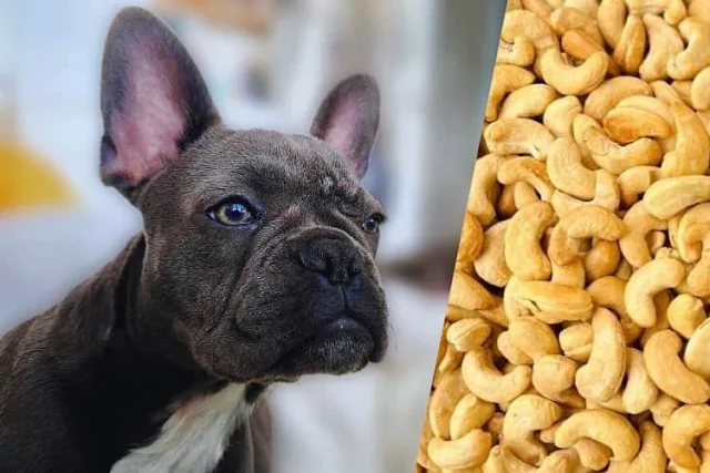 Can Dogs Have Cashews?