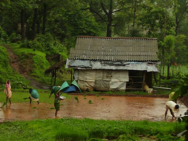 Beautiful Picture from Kerala Villages