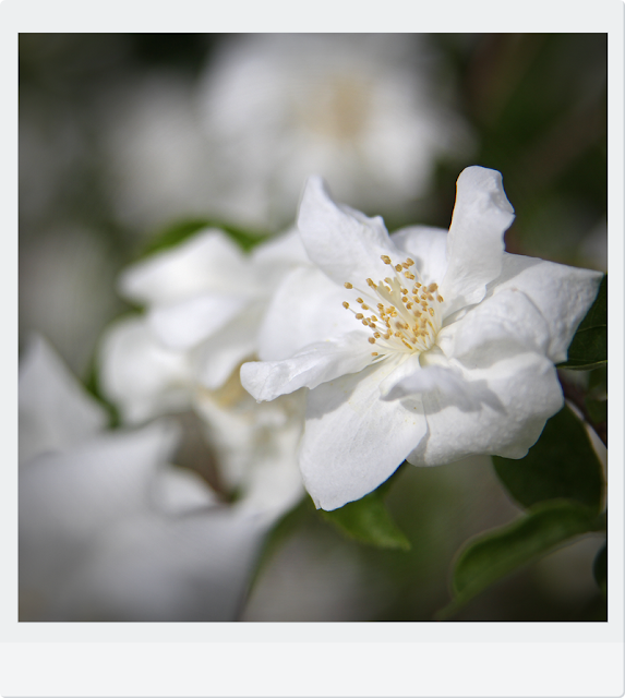 Europäische Pfeifenstrauch (Philadelphus coronarius)