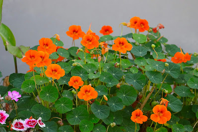 nasturtiums