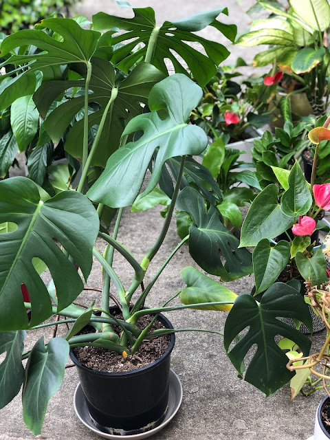 repotting monstera plant