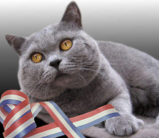 Kucing British Shorthair