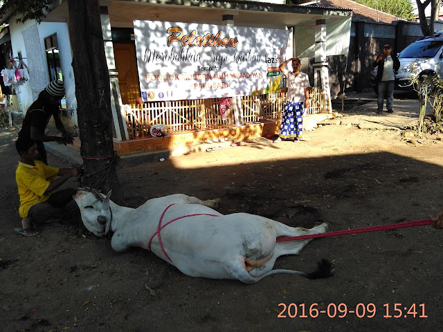 Sapi berhasil dirobohkan