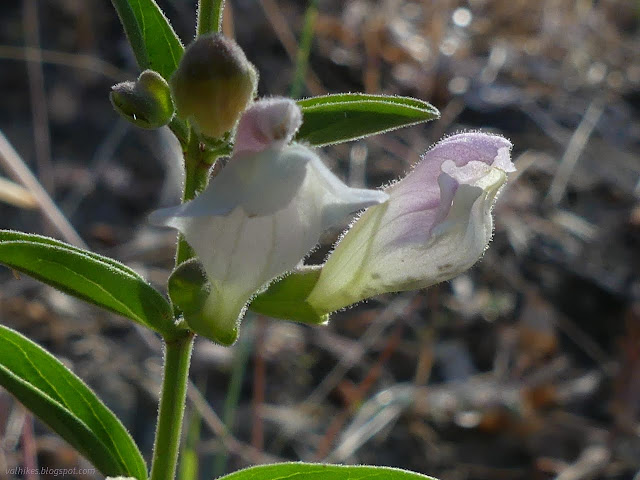 06: white tube flower with a little hood over the end