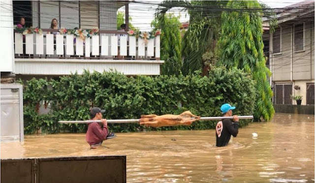Heboh Foto Babi Tusuk Digotong di Tengah-tengah Banjir