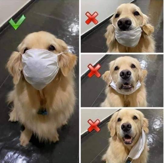 Doggo's PSA on Facemasks