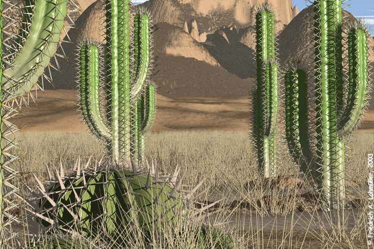 Manfaat Tumbuhan Kaktus